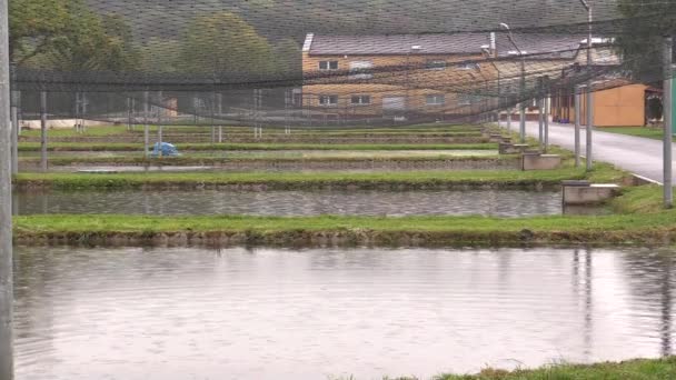 Truta de baixa laithe, esturjão e carpa outra criação de fazenda de peixes no resgate, para venda no Natal, proteção da natureza, pool de genes, limpeza de peixes de água suja em uma lagoa, redes de pesca, chuva — Vídeo de Stock