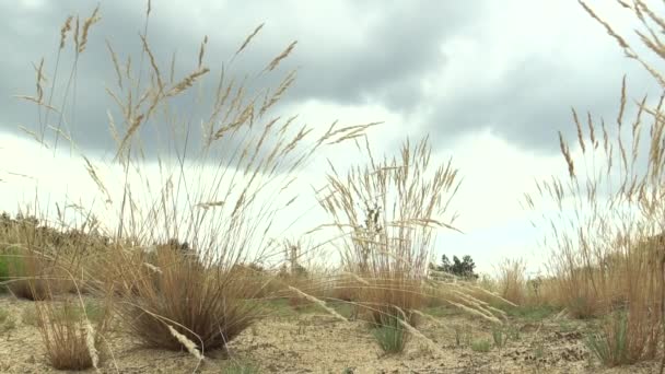 Área de uma comunidade biotópica única na areia arenosa aberta na borda norte da planície panônica com um número de Monumento Natural Nacional protegido de Vate Pisky, grama Festuca fescue — Vídeo de Stock