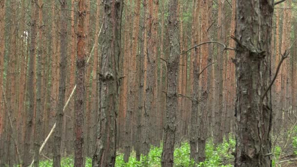Erdő monokultúrás fenyő Pinus sylvestris erdő kéreg a nemzeti természet tartalék Väte pisky, nagy kiterjedésű, és részben invazív fajok, létrehozza az uralkodó társadalom, más növényfajt préseli — Stock videók