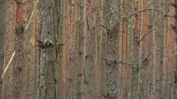 Monocultura florestal do pinheiro Pinus sylvestris casca da floresta na reserva natural nacional Vate pisky, espécies expansivas e parcialmente invasoras, cria a sociedade dominante, extrai outras espécies de plantas — Vídeo de Stock