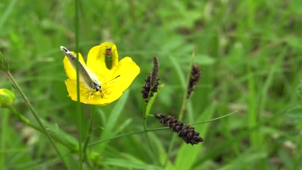 野生蓝色蝴蝶 Polyommatus 和 Anthaxia nitidula 甲虫在家庭 Buprestidae 在黄色花毛茛石龙芮, 濒危物种, 南摩拉维亚, 捷克共和国 — 图库视频影像