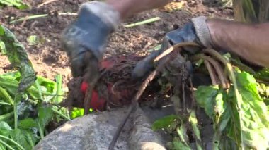 Hasat pancar Beta vulgaris var. rapacea kazık detay, kesme ve eldiven el ile Temizleme. Sığır, domuz ve diğer çiftlik hayvanları için yem.