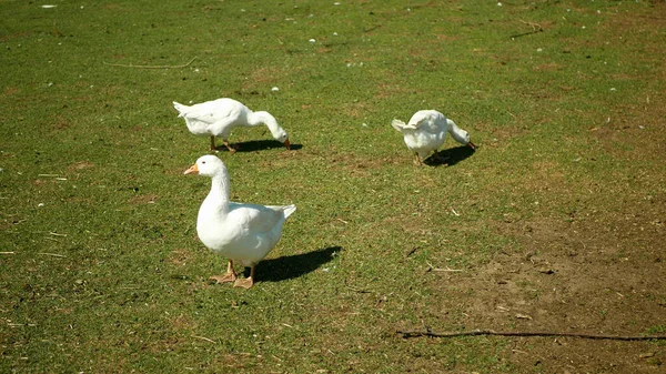 Domestic goose ,grass grazing breeding feeding in pasture, breeding for meat, lard, feathers and sometimes eggs. Farming meadow for sales purposes awhite feather and orange beak bird — Stock Photo, Image