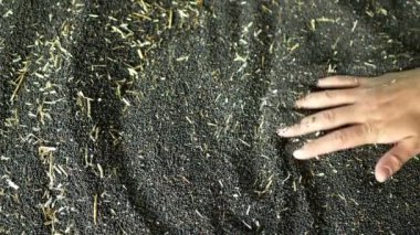 Tecavüz yağı tohumu döken ya da serpen el taze, stok ya da depo yığını kolza ya da tecavüz dükkanı, siyah ve diğer tahıl gevrekleri ve tahıl yığını ve tepecikleri, çok modern nemli koruma mührüyle tecavüz