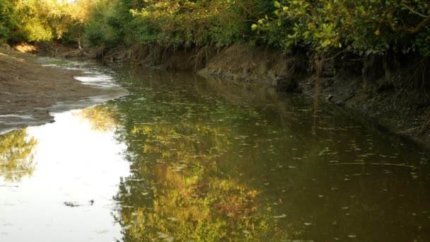 Sequía y secado del río Morava, secado del suelo agrietado, eutrofización del cambio climático, desastre ambiental, falta de oxígeno para el crecimiento de cianobacterias y algas, otoño — Vídeo de stock