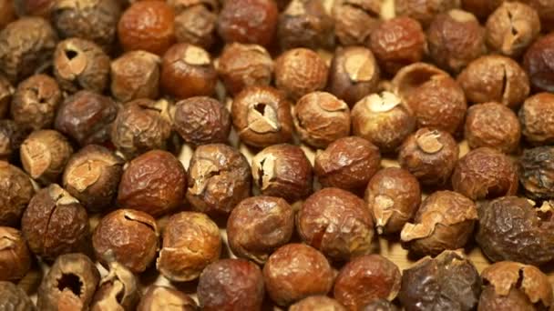 Las tuercas de jabón El jabón indio o washnut, Sapindus mukorossi reetha o ritha de las cáscaras de los árboles de jabón se utilizan para lavar la ropa para poner en lavadoras de tambores. Las nueces contienen semillas de saponina — Vídeo de stock