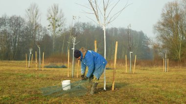OLOMOUC, CZECH REPUBLIC, DECEMBER 15, 2019: Planting fruit trees on meadow near floodplain forest. White protects ornamental and fruit trees from sun and frost damage. Man worker working forester
