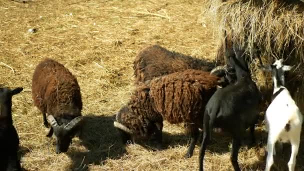 Ouessant Ushant Sheep Breed Domestic Rams Farming Bio Organic Ecological — ストック動画