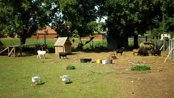 Cabra doméstica de raza boer africa, pigmeo. Agricultura bio ecológica granja ecológica Ouessant ovejas. Cabras paisaje pastoreo, hierba de ganso, Enano de Camerún, Capra Aegagrus Hircus, Pueblo pastoreo tierras agricultura — Foto de Stock