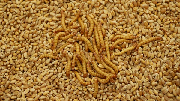 Larve di verme farinoso Tenebrio molitor larva di verme infestante bianca su cereali d'orzo di grano, avena. Scarabeo scuro stretto parassita diffuso magazzini alimentari farina, vassoio per cucinare dettaglio cucina — Foto Stock