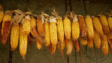 Corn dry cob ear hangs Zea mays mature ripe fresh plants agricultural field, maize grain hanging drought dried, farm farming agriculture gold yellow ornament autumn, feeding for cattle domestic