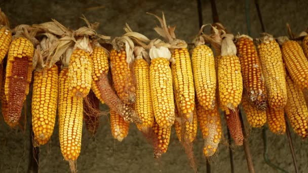 Maíz seco mazorca oreja cuelga Zea mays madura plantas frescas campo agrícola, maíz grano colgante sequía seca, agricultura agricultura oro amarillo ornamento otoño, alimentación para el ganado doméstico — Vídeo de stock