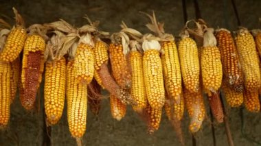 Corn dry cob ear hangs Zea mays mature ripe fresh plants agricultural field, maize grain hanging drought dried, farm farming agriculture gold yellow ornament autumn, feeding for cattle domestic
