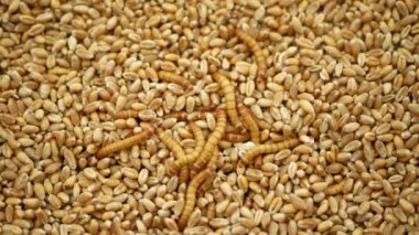Mealworm larvae Tenebrio molitor pest worm larva white on grain wheat barley cereal, oats. Darkling beetle tight widespread parasite food warehouses flour, tray for cooking kitchen detail