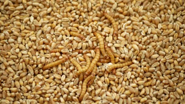 Larwy dżdżownic Tenebrio molitor larwa robak biały na zbożu pszenicy zbożowej, owies. Ciemny chrząszcz mocno rozpowszechnione pasożyty składy żywności mąka, taca do gotowania szczegóły kuchni — Wideo stockowe
