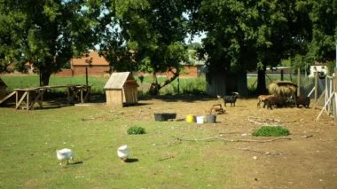 Boer Afrika 'nın yerli keçi cinsi, pigme. Biyolojik organik ekolojik tarım çiftliği Ouessant koyunu. Keçi otlağı, kaz otlağı, Kamerun cücesi, Capra Aegagrus Hircus, köy çiftçiliği.