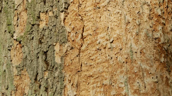 ป่าโอ๊คที่ถูกทําร้ายในยุโรป ความแห้งแล้งที่ติดเชื้อในทะเลทรายของยุโรป โจมตี Xyleborus monographus ambrosia, Scolytus intricatus และ Platypus cylinderrus oak pinhole borer, ตัวอ่อน burrow — ภาพถ่ายสต็อก