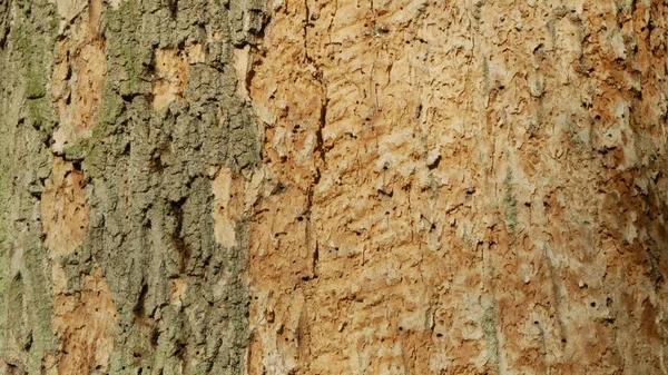 Florestas de carvalhos decíduos de pragas de besouros da casca Seca infestada europeia atacada Xyleborus monographus ambrosia, Scolytus intricatus e Platypus cylindrus carvalho pinhole borer, toca de larvas — Fotografia de Stock