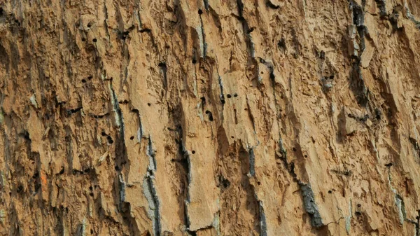 Короед вредитель лиственных дубовых лесов Засушенная засуха в Европе напала на Xyleborus monographus ambrosia, Scolytus intricatus и Platypus cylindrus oak pinhole borer, личинки норы — стоковое фото