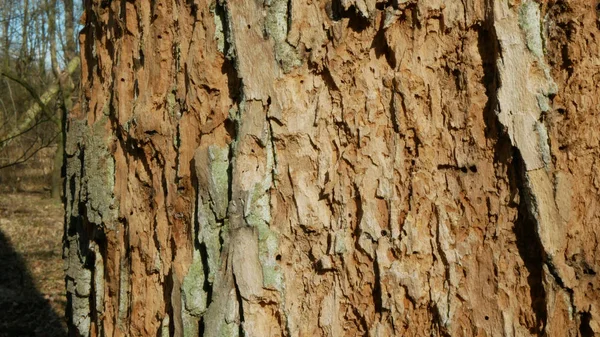 Florestas de carvalhos decíduos de pragas de besouros da casca Seca infestada europeia atacada Xyleborus monographus ambrosia, Scolytus intricatus e Platypus cylindrus carvalho pinhole borer, toca de larvas — Fotografia de Stock