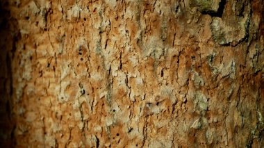 Kabuk böceği haşeresi yaprak döken ormanları Avrupa 'nın istila ettiği kuraklık Xyleborus monographus ambrosia, Scolytus intricatus ve Platypus cylindrus oak pinhole borer ve larva yuvalarına saldırdı.