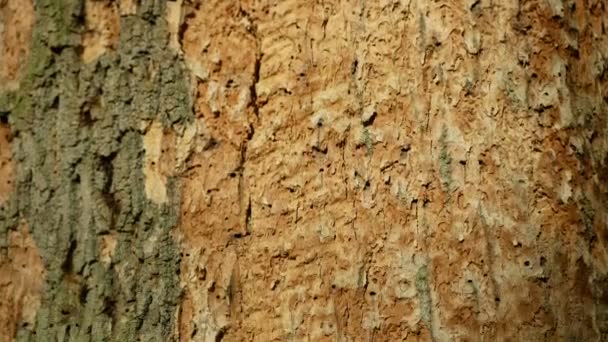 橡树树皮森林干旱，干旱，干枯，特写镜头，落叶攻击欧洲甲虫病虫害羊草专著，山楂内生山楂橡木针孔虫 — 图库视频影像