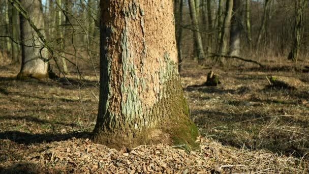 Bosques de roble caducifolio infestados de sequía secos y atacados por la plaga del escarabajo de corteza europeo Xyleborus monographus ambrosia, Scolytus intricatus y Platypus cylindrus oak pinhole borer — Vídeos de Stock