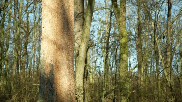 落叶橡木林干枯，并受到欧洲树皮甲虫、非洲树皮虫、针孔虫等害虫的侵袭 — 图库视频影像