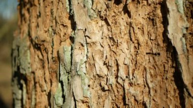 Meşe kabuğu ormanları kuraklığı istila etti. Yaprak döken kuraklık Avrupa böcekleri Xyleborus monogram ambrosia, Scolytus intricatus Platypus olindrus pinhole borer 'e saldırdı.