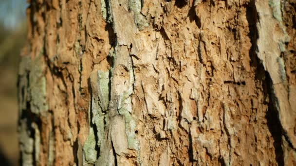 Δάση από φλοιό βελανιδιάς μολυσμένη ξηρασία ξηρή λεπτομέρεια close-up φυλλοβόλα επίθεση ευρωπαϊκό παράσιτο σκαθάρι Xyleborus monographus ambrosia, Scolytus intricatus Platypus cylindrus τρυπάνι βελανιδιάς — Αρχείο Βίντεο