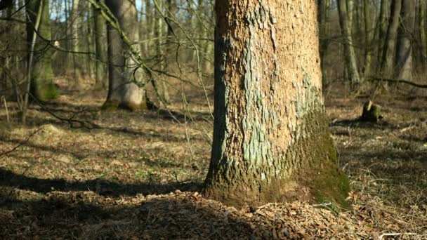 Bosques de roble caducifolio infestados de sequía secos y atacados por la plaga del escarabajo de corteza europeo Xyleborus monographus ambrosia, Scolytus intricatus y Platypus cylindrus oak pinhole borer — Vídeos de Stock