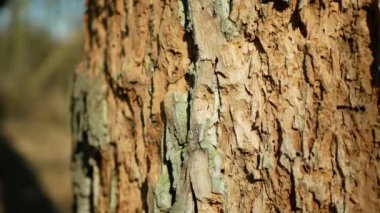 Meşe kabuğu ormanları kuraklığı istila etti. Yaprak döken kuraklık Avrupa böcekleri Xyleborus monogram ambrosia, Scolytus intricatus Platypus olindrus pinhole borer 'e saldırdı.