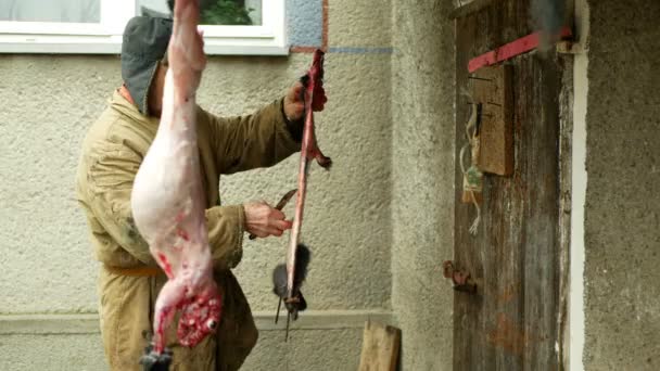 Ołomuniec, Republika Czeska, 10 stycznia 2019 r.: Królik domowy zabity nożem, wypatroszony wypatroszony, rolnicy uprawiający tradycję rolniczą i folklor rzeźników — Wideo stockowe