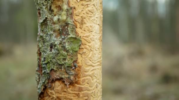 Peste del escarabajo de corteza Ips typographus, abeto y bast tree savia fluido infestado y atacado por abeto europeo, haciendo su camino larvas de madera, calamidad cortada clara, árboles muertos oruga — Vídeo de stock