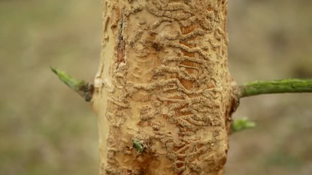 Bark beetle pest Ips typographus, spruce and bast tree infested and attacked by the European spruce, making their way in wood larva and larvae, clear cut calamity, caterpillar dead trees — Stock Footage Bark beetle pest Ips typographus, spruce and bast tree infested and attacked by the European spruce, making their way in wood larva and larvae, clear cut calamity, caterpillar dead trees Stock Video