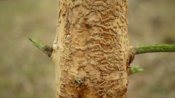 Blafkever plaag Ips typographus, sparren en bast boom besmet en aangevallen door de Europese sparren, op weg in hout larven en larven, helder gesneden calamiteit, rups dode bomen — Stockvideo