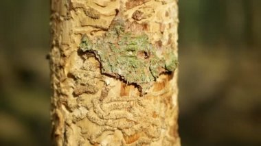 Kabuk böceği haşere Ips tipografisi, ladin ve bast ağacı Avrupa ladini tarafından istila edildi ve saldırıya uğradı. Tahta larva ve larvalarda ilerliyorlar. Kesik felaket, tırtıl ölü ağaçları.