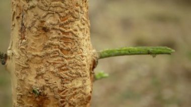 Ağaç kabuğu böceği haşeresi Ips tipografi, ladin ve bast ağacı Avrupa ladini tarafından istila edildi ve saldırıya uğradı. Tahta larva ve larvalarda ilerliyorlar. Kesik felaket, tırtıl ölü ağaçları.
