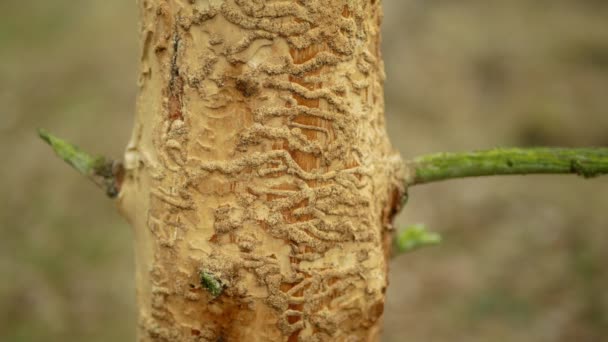 Szkodnik chrząszcz kora Ips typograf, świerk i bast drzewo porażone i zaatakowane przez świerk europejski, torując sobie drogę w larwach i larwach drewna, jasne ścięte nieszczęście, gąsienica martwe drzewa — Wideo stockowe