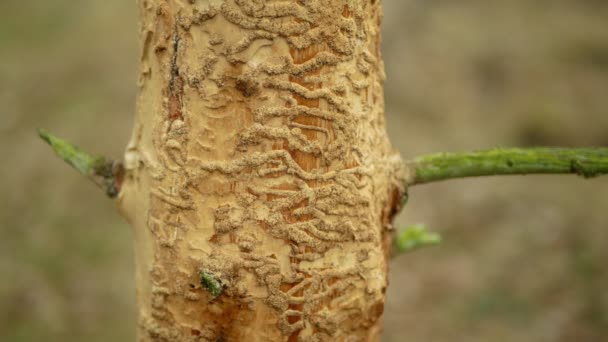 Ravageur du scolyte Ips typographus, épinette et poirier infestés et attaqués par l'épinette européenne, se frayant un chemin dans les larves et les larves de bois, les calamités coupées à blanc, les chenilles mortes — Video