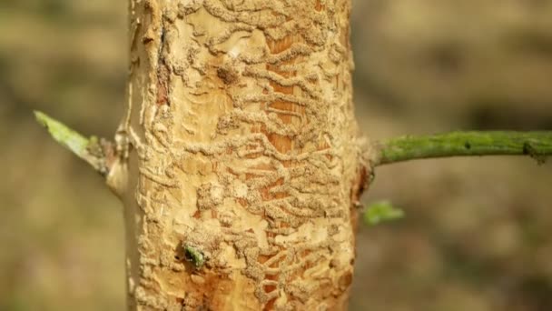 Peste del escarabajo de la corteza Ips typographus, abeto y árbol del líber infestados y atacados por el abeto europeo, haciendo su camino en larvas de madera y larvas, calamidad cortada clara, árboles muertos oruga — Vídeos de Stock