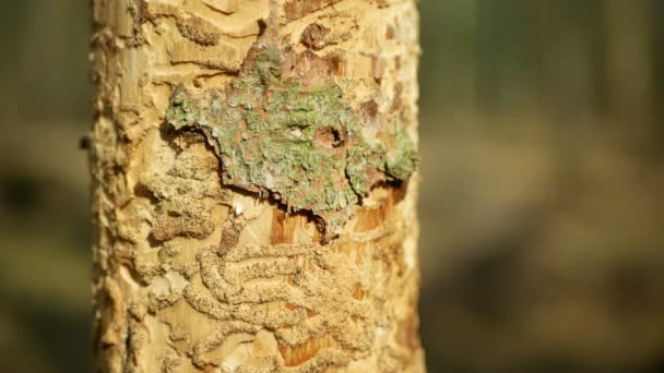 Peste del escarabajo de la corteza Ips typographus, abeto y árbol del líber infestados y atacados por el abeto europeo, haciendo su camino en larvas de madera y larvas, calamidad cortada clara, árboles muertos oruga — Vídeos de Stock