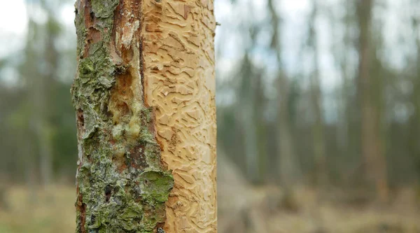 Borkenkäferschädling Ips typographus, von europäischen Fichten befallene und befallene Fichten- und Bastsaftflüssigkeit, die sich ihren Weg durch Holzlarven bahnt, Kahlschlag, abgestorbene Raupen — Stockfoto