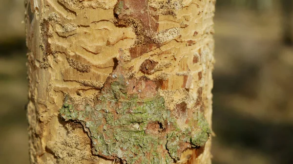 Blafkever plaag Ips typographus besmetting, sparren en bast boom aangetast door Europese sparren, op weg in hout larven en larven, helder gesneden calamiteit, rups dode bomen — Stockfoto