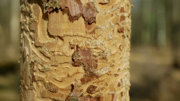 Skalbaggspest Ips typographus angrepp, gran och bast träd angripna av europeisk gran, gör sin väg i trä larv och larver, klart skuren olycka, larv döda träd — Stockfoto