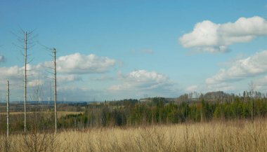 Kabuk böceği haşere Ips tipografisi, gökyüzü mavisi ladin ve bast ağacı Avrupa ladini tarafından istila edilmiş ve saldırıya uğramış, orman larvaları ve larvalar, kabuk böceğinin yol açtığı açık kesim felaketi, ormanların tahrip olmasına neden olan