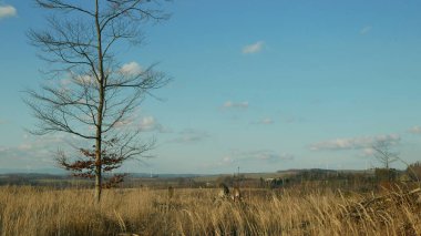 Kabuk böceği haşere Ips tipografisi, ladin ve bast ağacı Avrupalı ladin tarafından istila edildi ve saldırıya uğradı, gökyüzünde askeri helikopterler, orman larvaları ve larvalar içinde ilerliyorlar, açık kesim ahşap küçük sazlıklar bağımsız olarak çalılıklara neden oldu. 