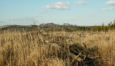 Kabuk böceği haşere Ips tipografisi, ladin ve bast ağacı Avrupa ladini tarafından istila edilmiş ve saldırıya uğramış, orman tahribatını kesmiş larva ve larvalarda yollarını kesmiş, açık kesim, küçük kamış ağacı, çalı bitkisi Calamagrostis epigejos 'a neden olmuş. 