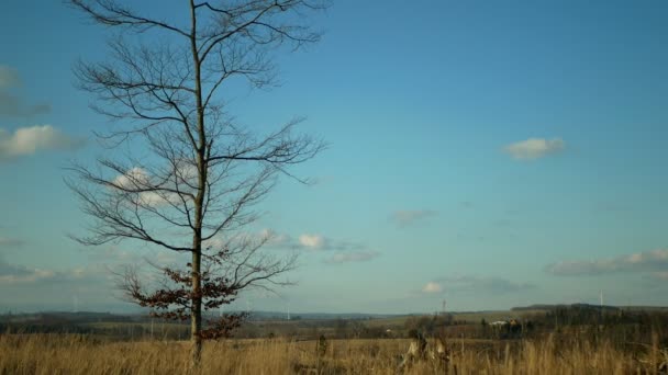 Blafkever plaag Ips typographus besmetting, spar bast boom besmet aangevallen Europese sparren, maken plaats voor hout larven, duidelijke snede calamiteit, zelfstandig groeien laatste beuk Fagus bos — Stockvideo