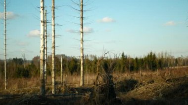 Ağaç kabuğu böceği haşere Ips tipografi, ladin ve bast ağacı istilası Avrupalı ladin kuşları tarafından istila edildi, orman larvaları ve larvalarda yol aldılar, açık kesim felaket, tırtıl ölü ağaçları.